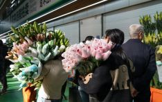 China's Yunnan sees blooming flower export