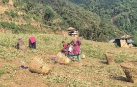 Musikot grows 140 tonnes garlic worth Rs. 16 million