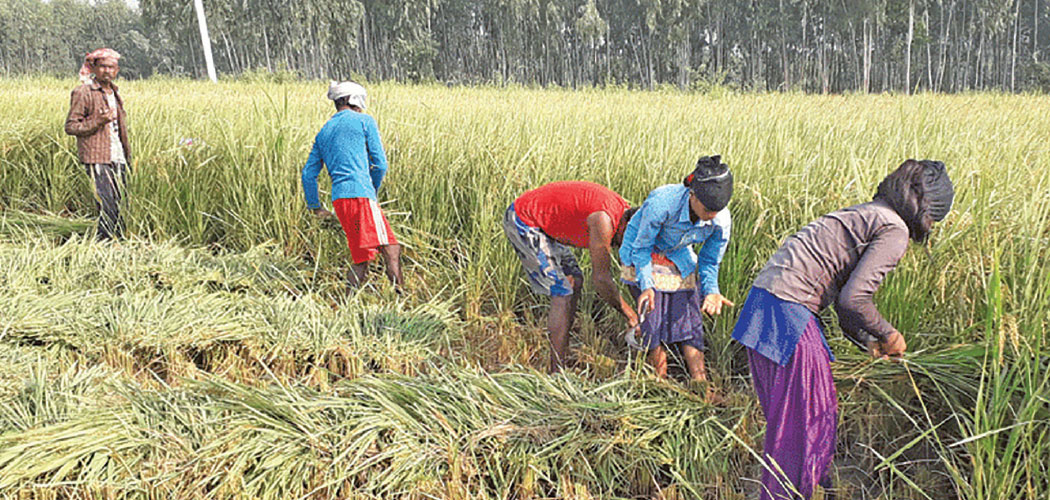 agriculture