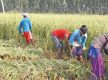 Govt allocates Rs. 57.5 billion for agriculture sector