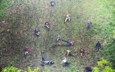 英媒：滚奶酪比赛应被列为英国文化遗产吗？