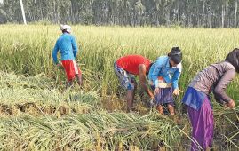 Govt allocates Rs. 57.5 billion for agriculture sector