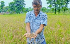 ‘नेक ब्लास्ट’ रोगले बोटमै सुक्यो धान