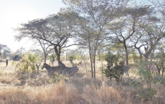 在南非遇见野性与浪漫