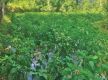 Boosting livelihoods through Akabare chilli farming