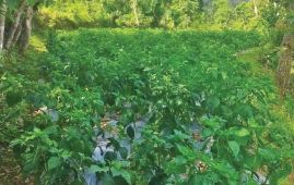 Boosting livelihoods through Akabare chilli farming
