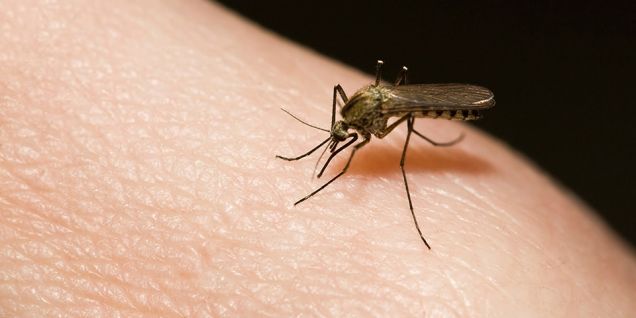 Dengue infection spreads across 72 districts, with over 1,200 cases reported