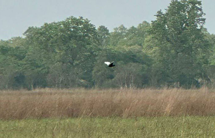kharmajur