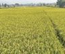 Farmers unhappy in absence of fair price for Chaite paddy