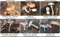 吃菌季到了，如何吃得开心又放心？