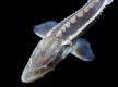 Scientists witness first wild reproduction of Yangtze sturgeon after decades of conservation
