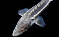 Scientists witness first wild reproduction of Yangtze sturgeon after decades of conservation