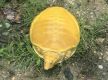 Golden turtle spotted in Jhapa