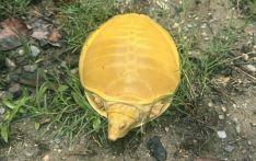 Golden turtle spotted in Jhapa
