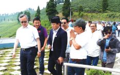 Ilam to promote tourism by offering tea experience