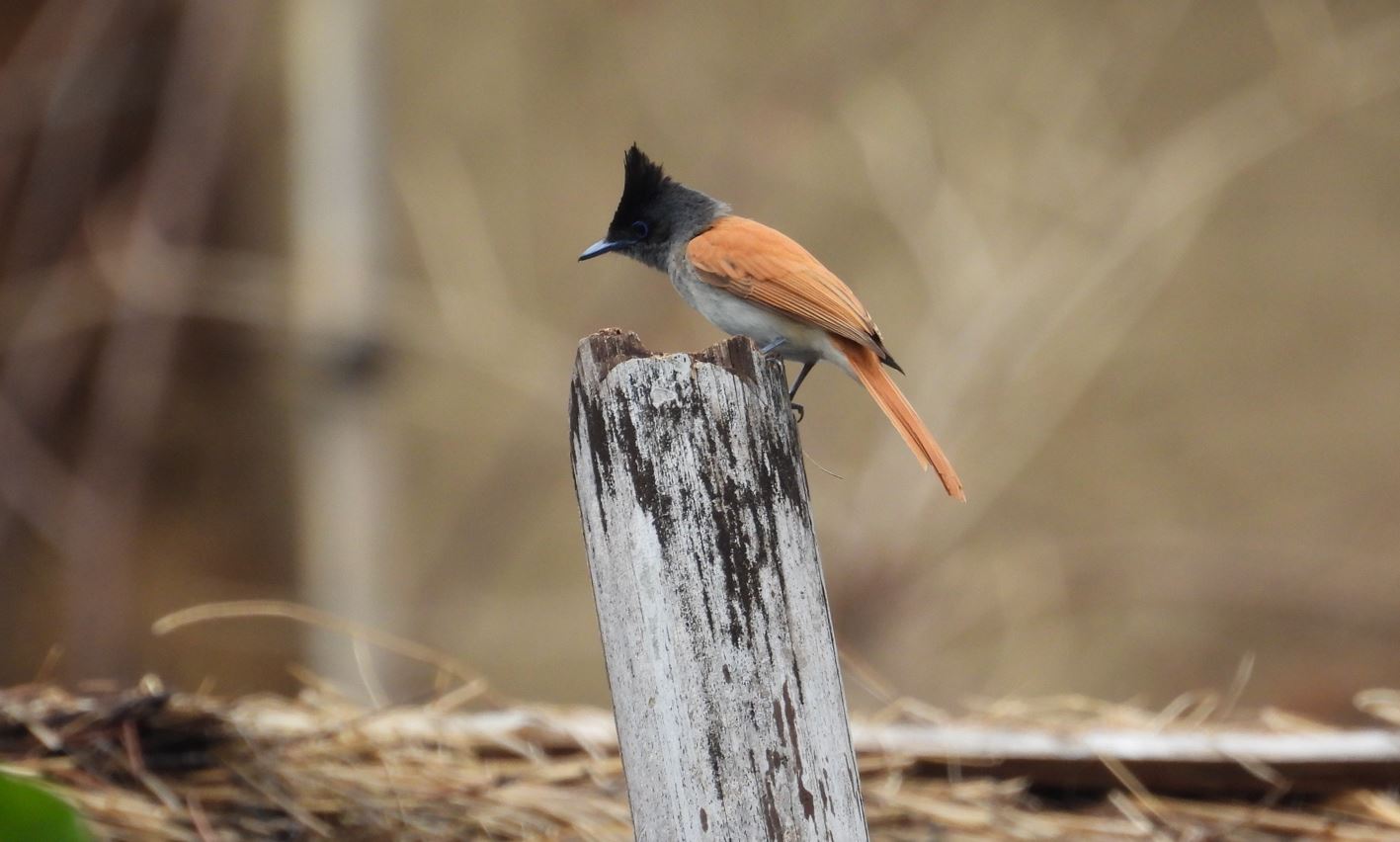 bird
