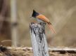 217 bird species recorded in Gaumukhi area of Pyuthan