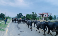 尼泊尔将向中国出口水牛肉