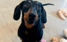 新加坡《海峡时报》：离开主人，宠物更幸福？