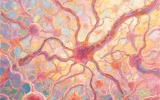 不同脑细胞“演员”拿的是统一“剧本”