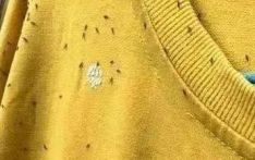 穿什么颜色更易招引飞虫？