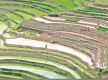 Paddy planted in 45% of cultivable land nationwide
