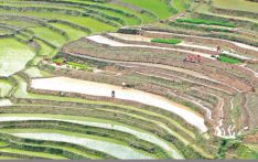 Paddy planted in 45% of cultivable land nationwide