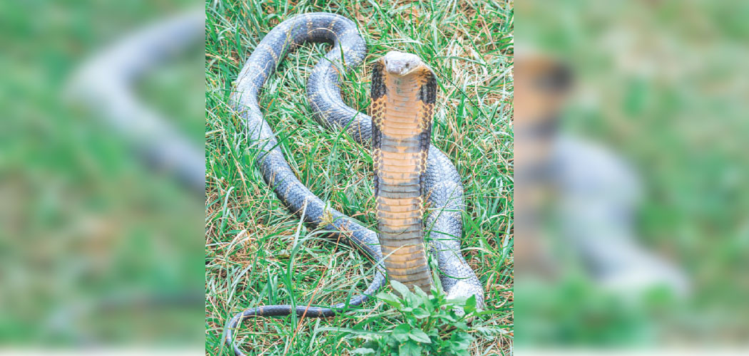 snakes