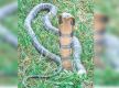 Venomous Tarai snakes adapting in hills