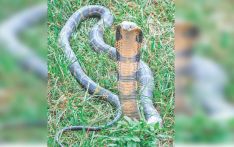 Venomous Tarai snakes adapting in hills