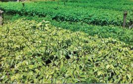 Cultivating Bodhichitta on barren hills