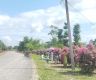 Roadside turned into attractive ‘Asare’ garden