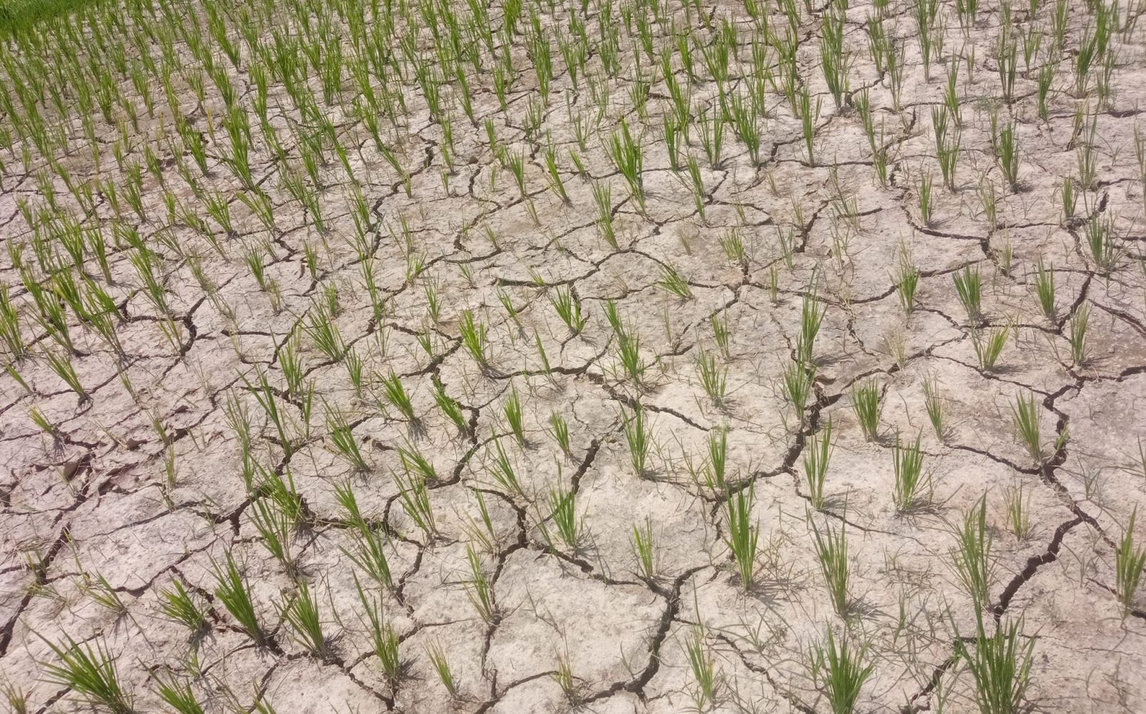 dhan-khet-(1)-(1)