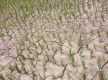 Madhes Province declared draught-hit zone