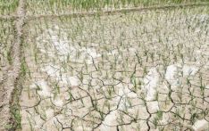 असारे खडेरीले रोपाइँ नहुँदा किसान चिन्तित