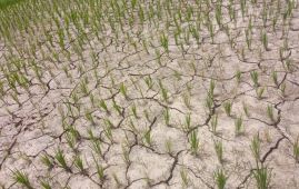 Madhes Province declared draught-hit zone