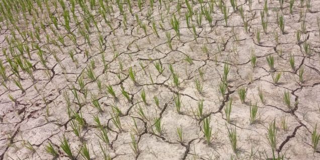 Madhes Province declared draught-hit zone