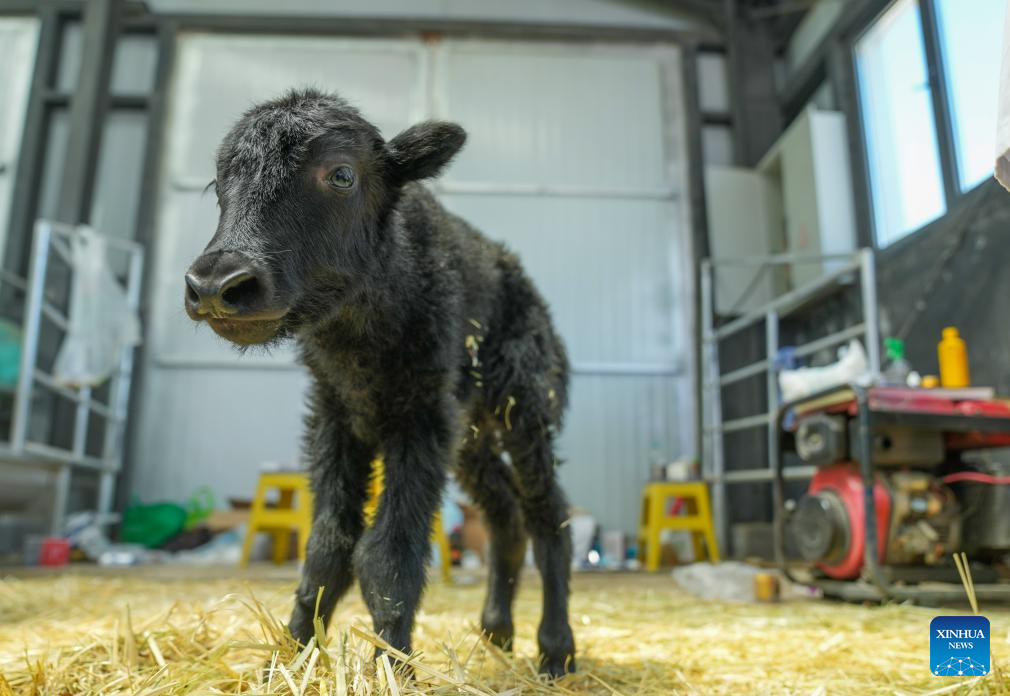 yak baby