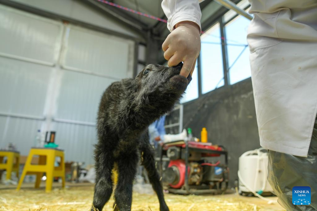 yak