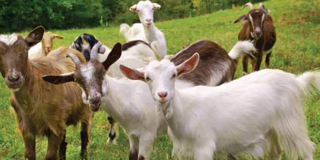 Goats worth over Rs. 30 million sold