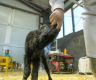 Chinese scientists successfully clone yak