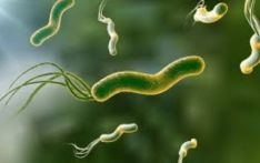 国际癌症研究机构预测：幽门螺旋杆菌将致超千万例胃癌