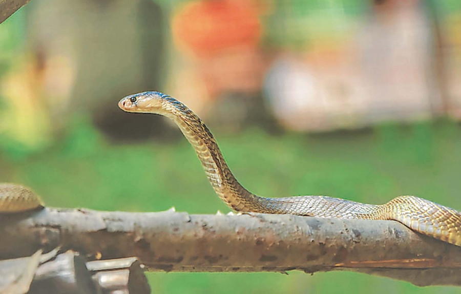 snake