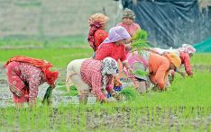 About 59 percent paddy plantation completed so far across Nepal