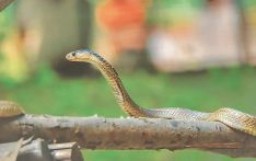 Kathmandu Valley seeing almost a dozen snakebite cases a day 