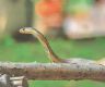 Kathmandu Valley seeing almost a dozen snakebite cases a day 