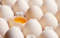 “无菌蛋”真的无菌吗