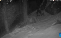 Rare brown giant panda spotted in NW China's Shaanxi