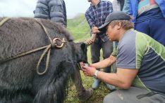 牦牛饮血节在玛珥湖畔启幕
