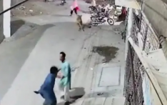 巴基斯坦打击非法饲养猛兽